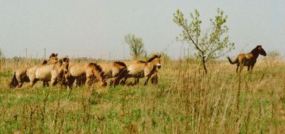 Przewalski’s horses in Chernobyl Zone