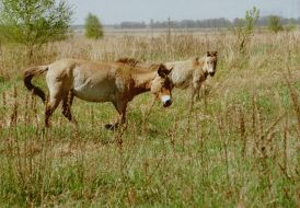 Przewalski’s horses in Chernobyl Zone