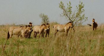 Przewalski’s horses in Chernobyl Zone