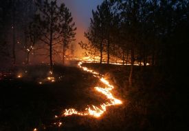 Лесные пожары