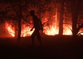 Лесные пожары