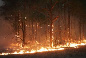 Лесные пожары