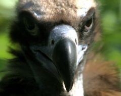 Griffon-vulture