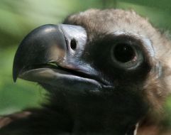 Griffon-vulture
