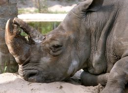 The White Rhinoceros Trevoga