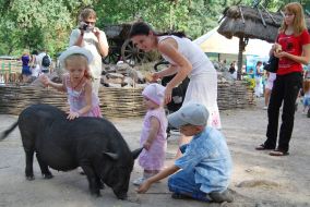 Children feed a pig