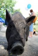 Pig