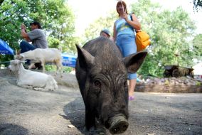 Pig