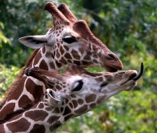 Giraffes