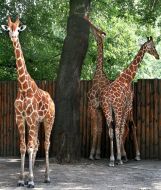 Eys, Beys and Dydzhus