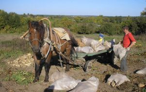 Harvest of sugar beet