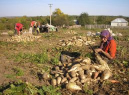 Сбор урожая сахарной свеклы