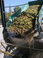 Process preparation to wine