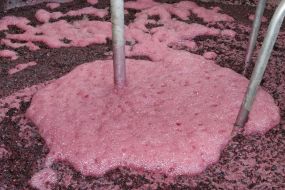 Process preparation to wine