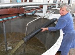 Процесc приготовления вина