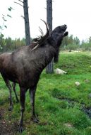 Moose