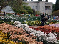 Хризантеми