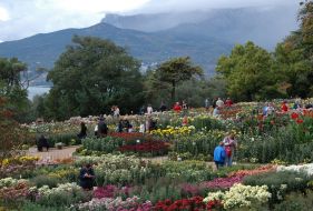 Хризантеми