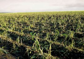 Potato field beaten by hail