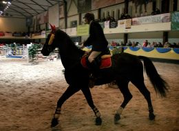 TOP-10 HORSES UKRAINE