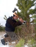 Заготівля новорічних ялинок