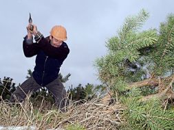 Заготівля новорічних ялинок