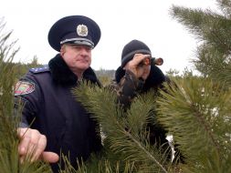 Заготівля новорічних ялинок