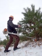 Заготівля новорічних ялинок