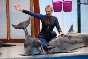 Dolphins