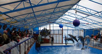 Dolphins