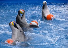 Dolphins