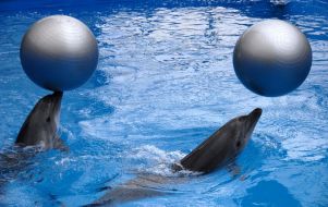 Dolphins