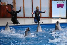 Dolphins