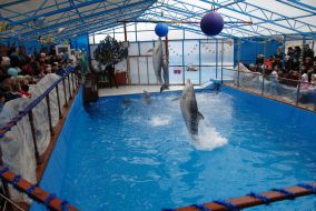 Dolphins