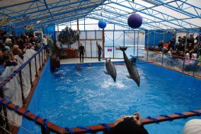 Dolphins
