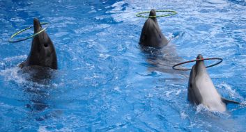 Dolphins