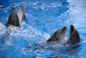 Dolphins