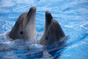 Dolphins