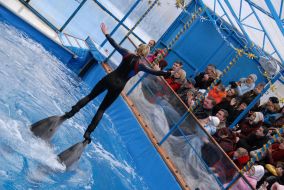 A new-year show in delfynarіy