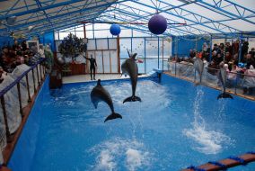 Dolphins