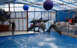 Dolphins