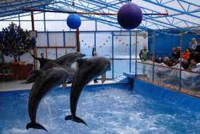 Dolphins
