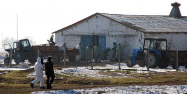 Bird flu in Crimea