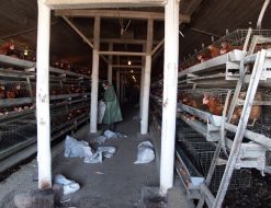 Bird flu in Crimea