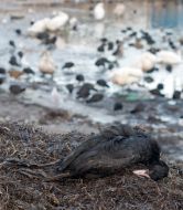 Dead wild birds