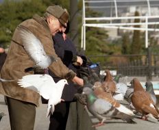 Bird flu in Crimea