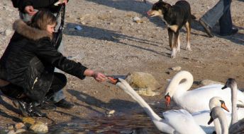 Bird flu in Crimea