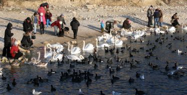 Bird flu in Crimea