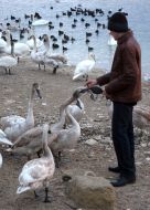 Bird flu in Crimea