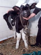 Calf with five legs